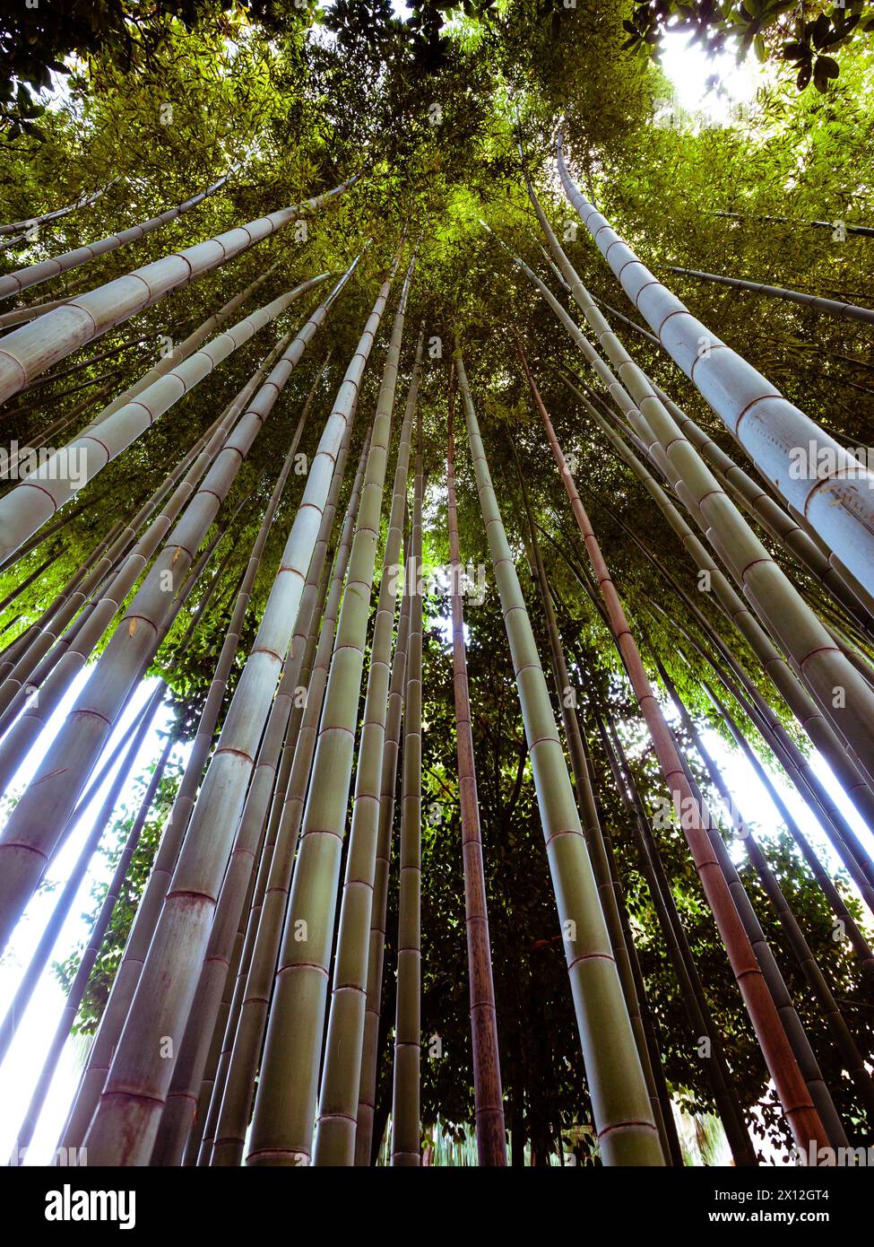 bamboo trees seen from a low angle perspective Stock Photo