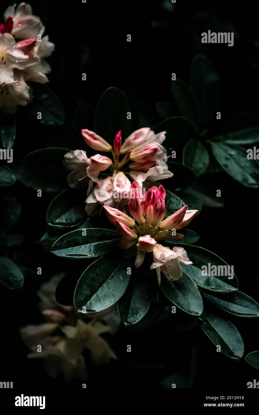 rhododendron flowers with dewdrops, early spring Stock Photo