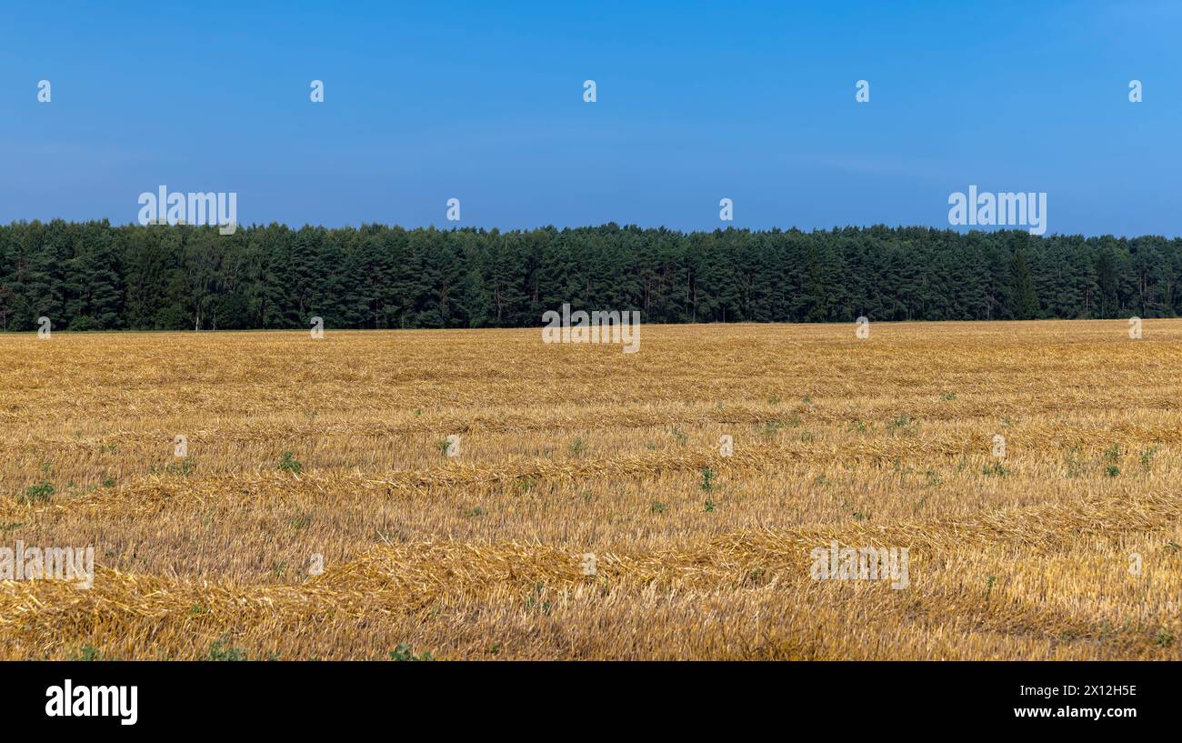 Straw stack after harvesting grain in the field, Cylindrical straw ...