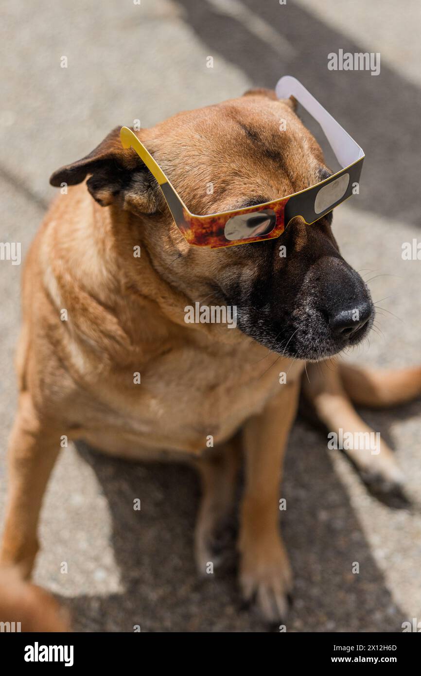 Family dog wears eclipse glasses to join the fun of watching the Stock Photo