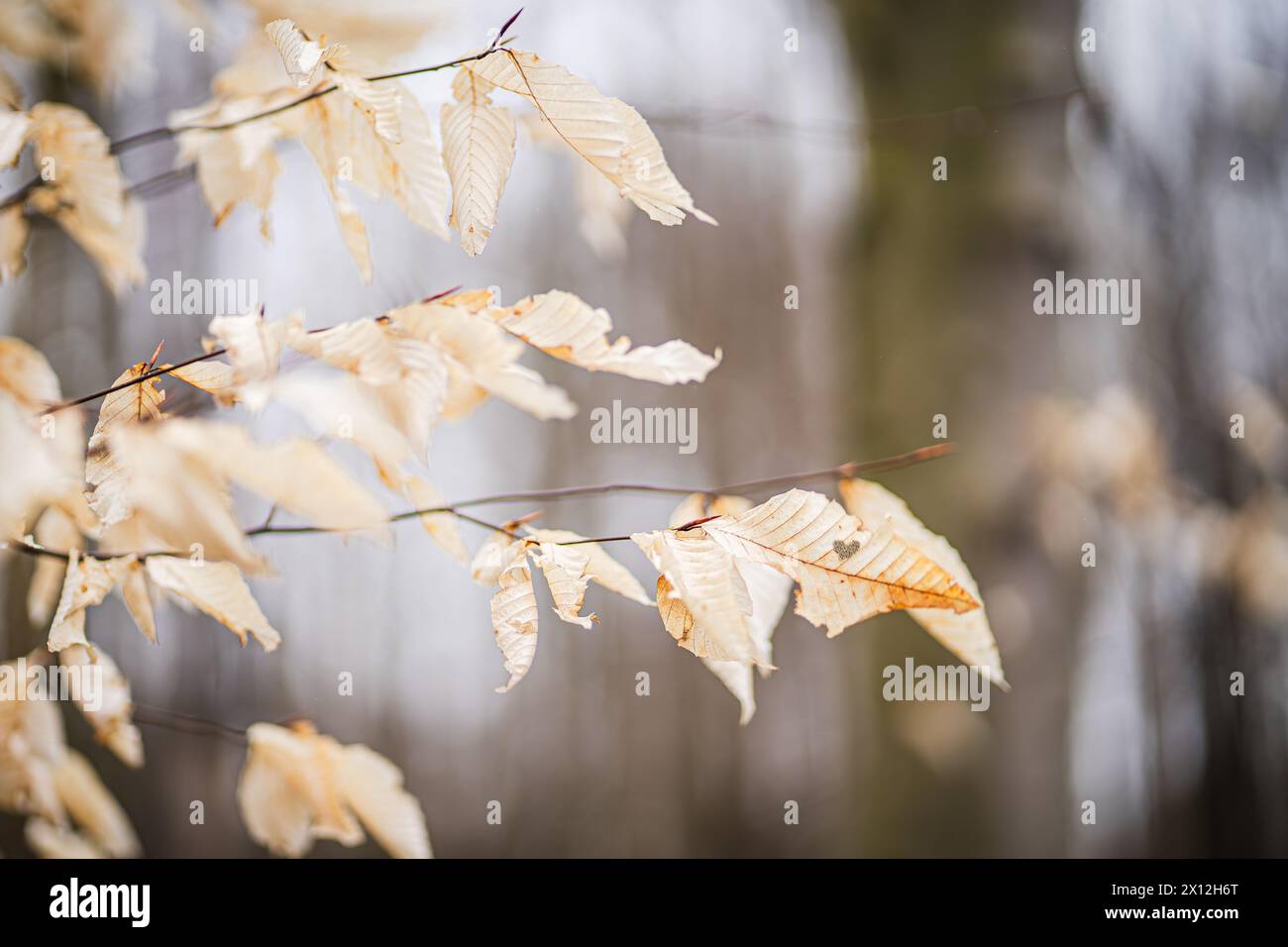 Heart shaped leaves branches hi-res stock photography and images - Alamy