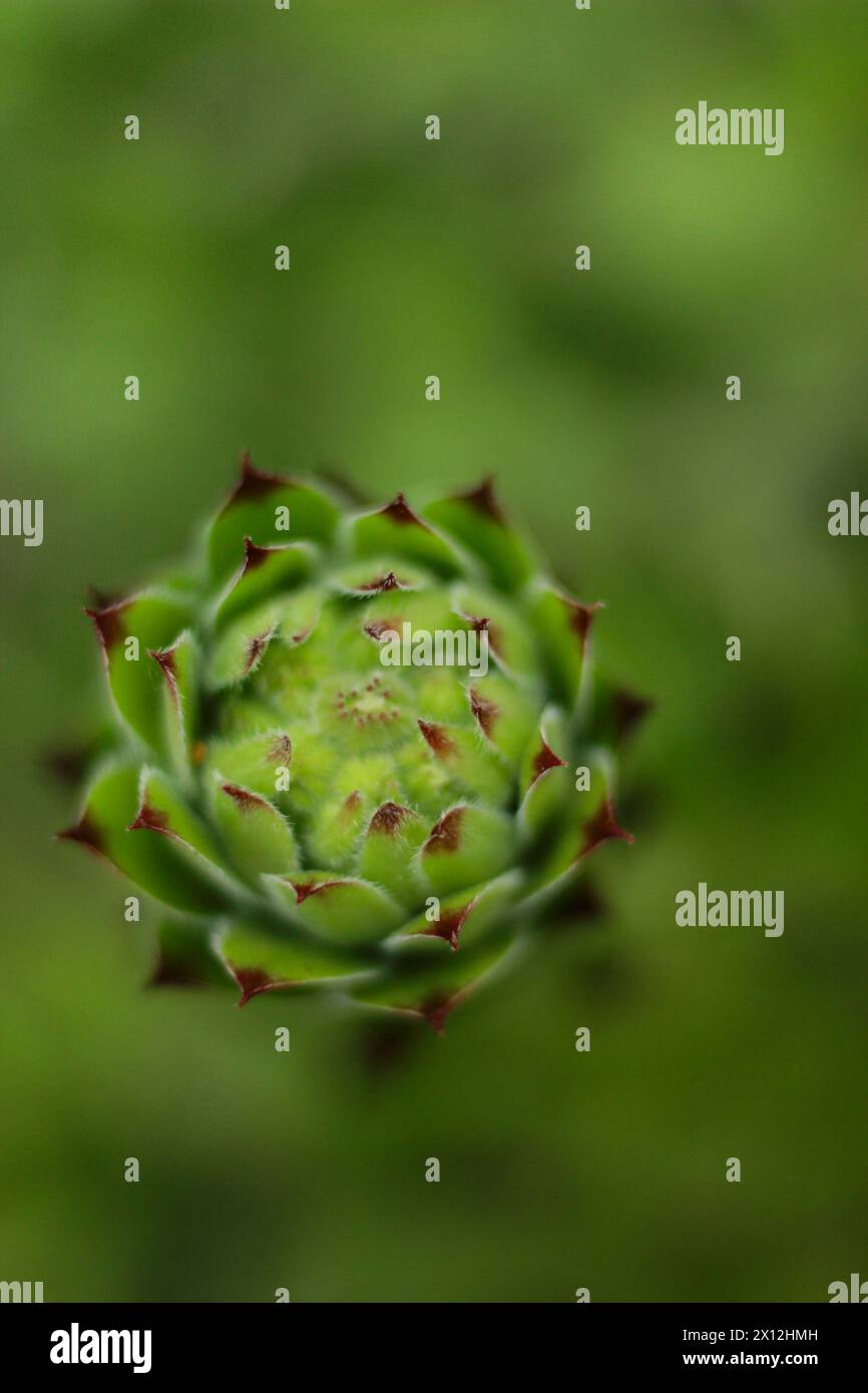 Macro shot revealing the intricate symmetry of a green semperviv Stock Photo