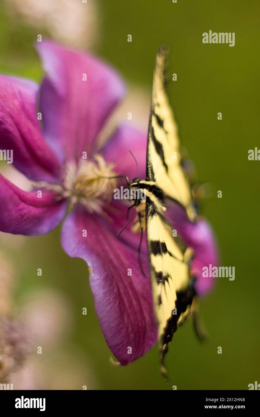 A swallowtail's gentle touch on a magenta clematis Stock Photo