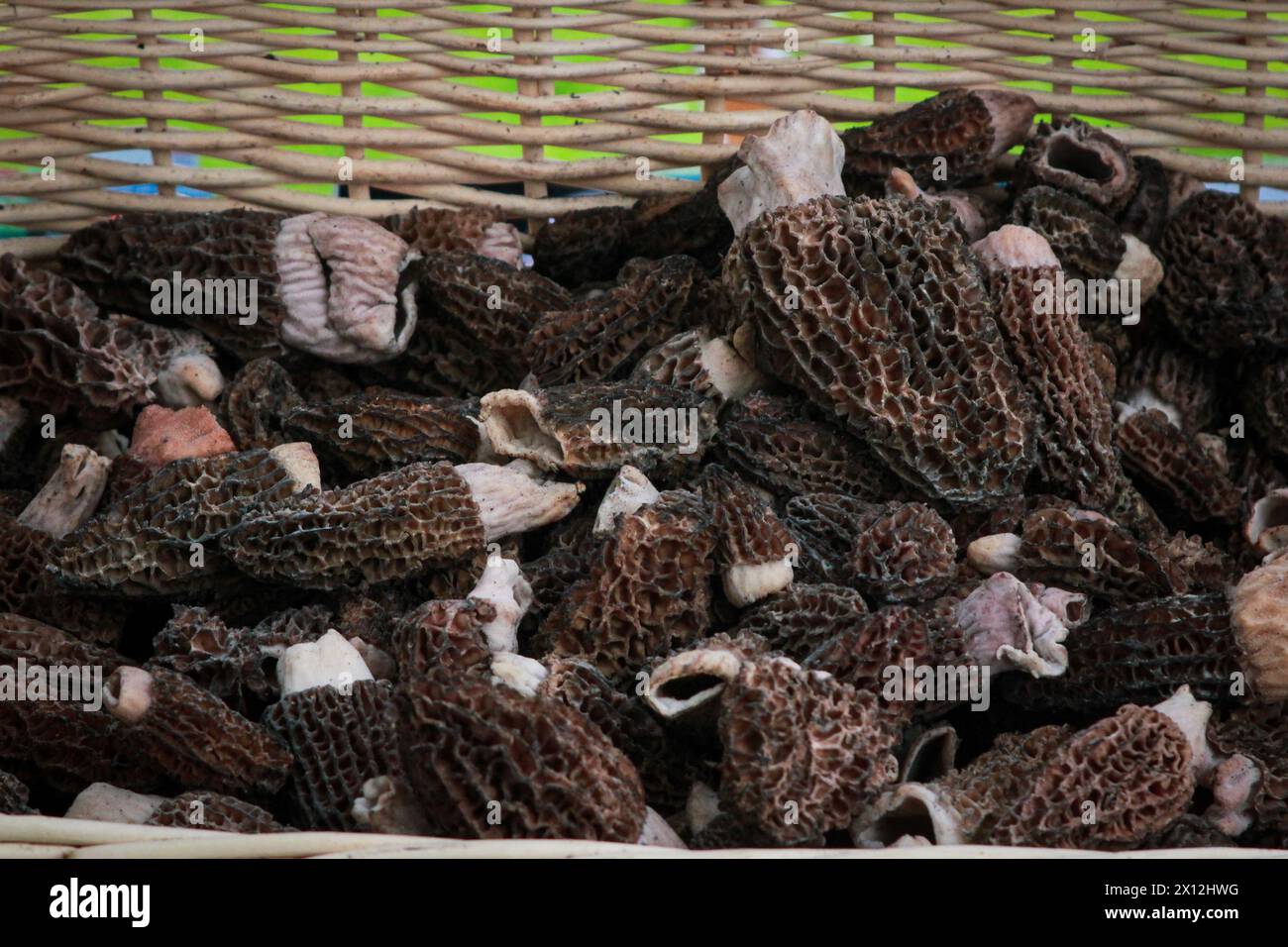 Basket brimming with freshly foraged morel mushrooms Stock Photo