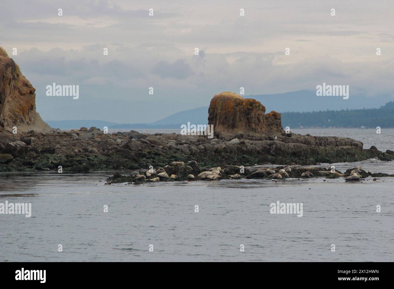 Seals lounging on coastal rocks under an overcast sky Stock Photo