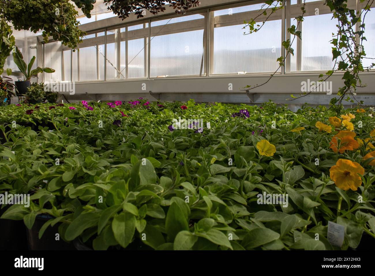 Lush greenhouse filled with colorful blooming petunias Stock Photo