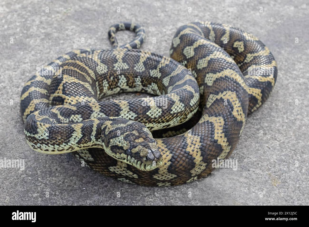 Australian Carpet Python, Morelia spilota Stock Photo