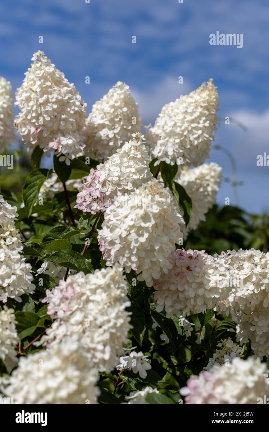 Hydrangea paniculata Vanille Fraise on a stem Stock Photo