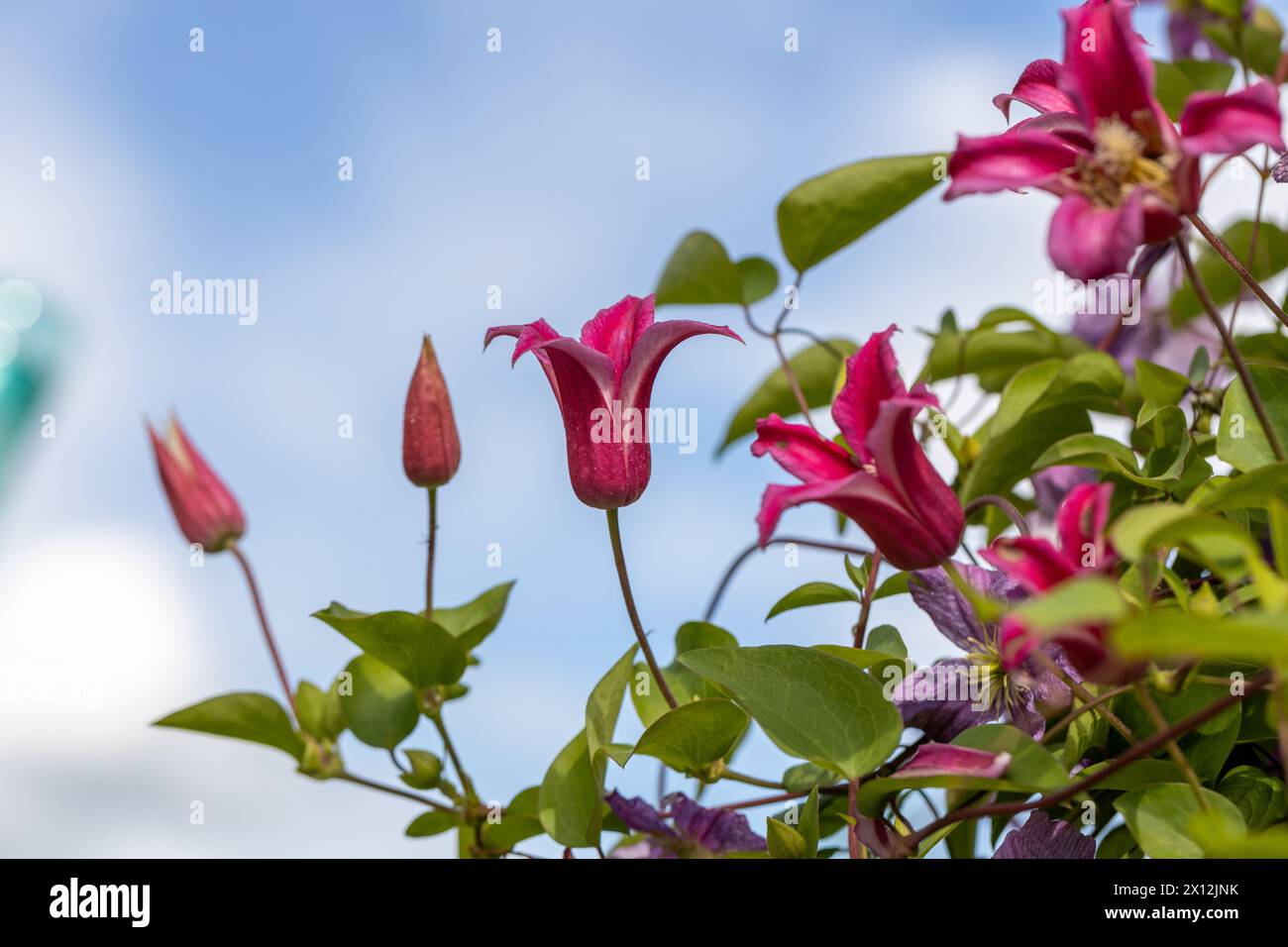 Clematis Princess Diana. The Princess of Wales in garden Stock Photo - Alamy