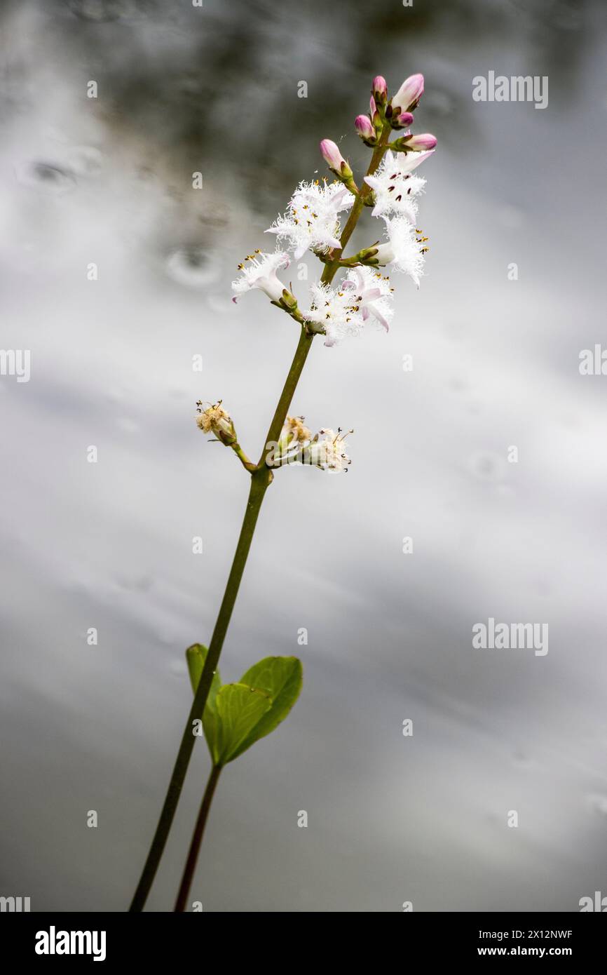 Fieberklee oder Bitterklee (Menyanthes trifoliata) blühende Pflanze
