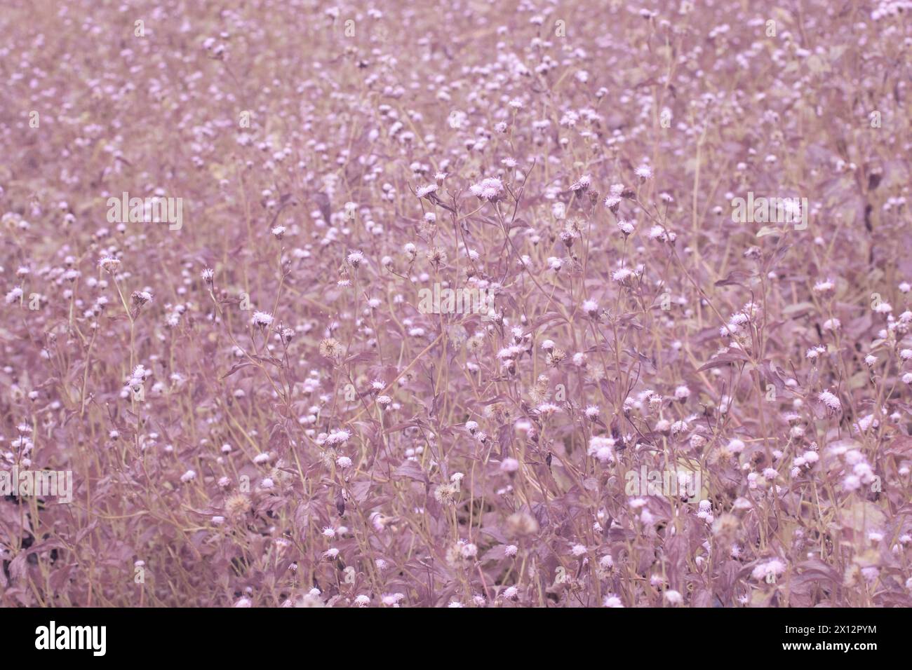 infrared image of meadow filled with tiny ageratum conyzoides weed. Stock Photo