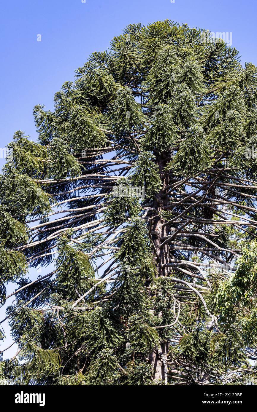 Tall Bunya Pine against blue sky Stock Photo