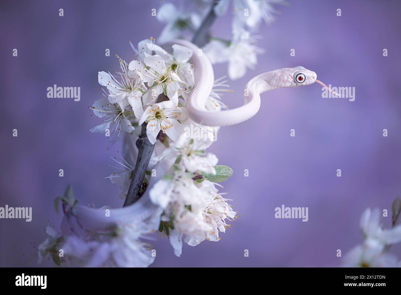 White texas ratsnake with flowers Stock Photo