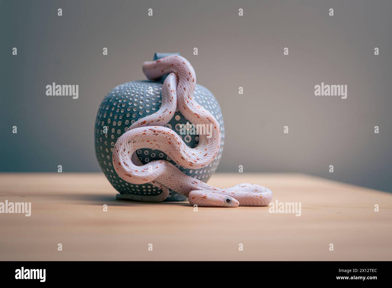palmetto cornsnake wit apple Stock Photo