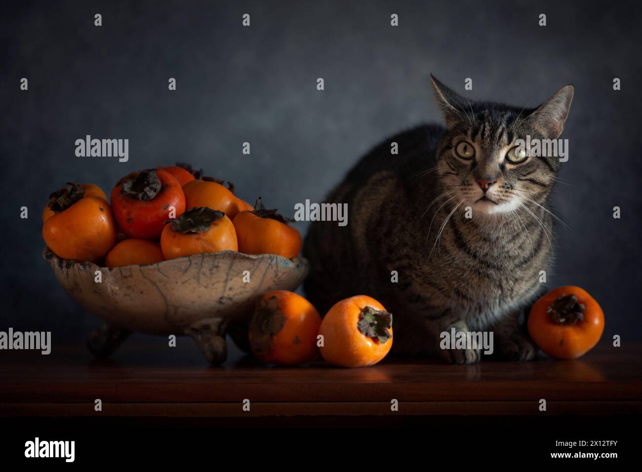 Tabby cat with persimmons Stock Photo