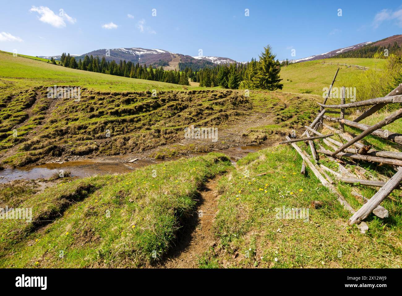 carpathian countryside scenery in spring on a sunny morning. mountainous rural landscape of ukraine with broken wooden fence. fir forest on the grassy Stock Photo