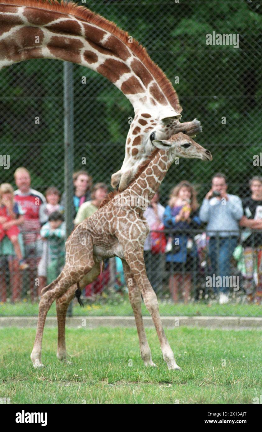 On 22 July 1993 the giraffe baby was born in Schoenbrunner zoo in