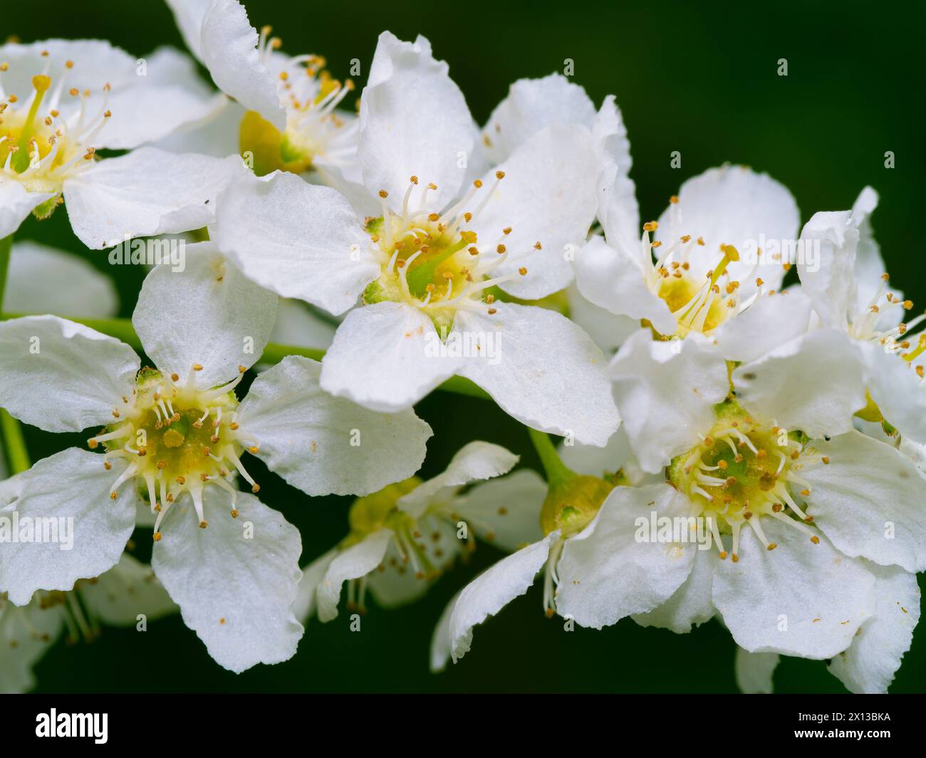 Black Dogwood, Hagberry or Bird Cherry, also known as the Mayday Tree. White bunches of attractive flowers. Stock Photo