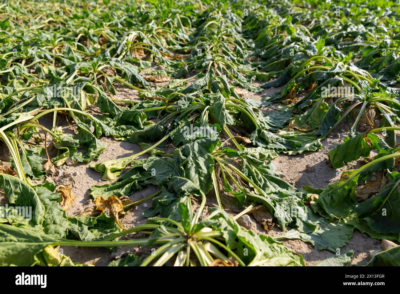 a field with withered beets during heat and drought, a field where the ...