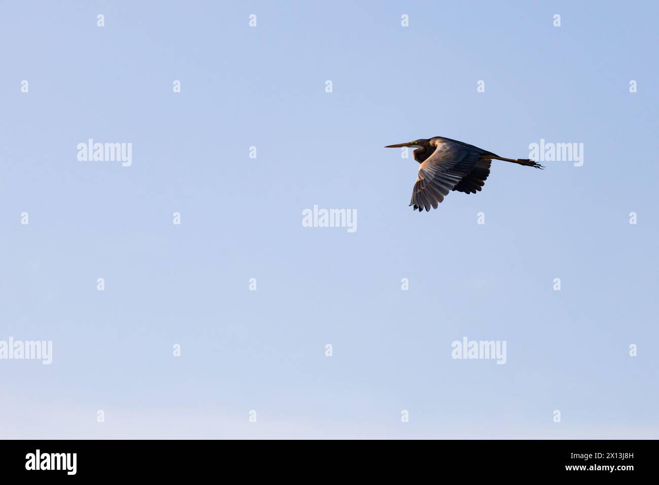 Adult Purple Heron, Ardea Purpurea, in flight against clear blue sky. River Nile,Egypt Stock Photo