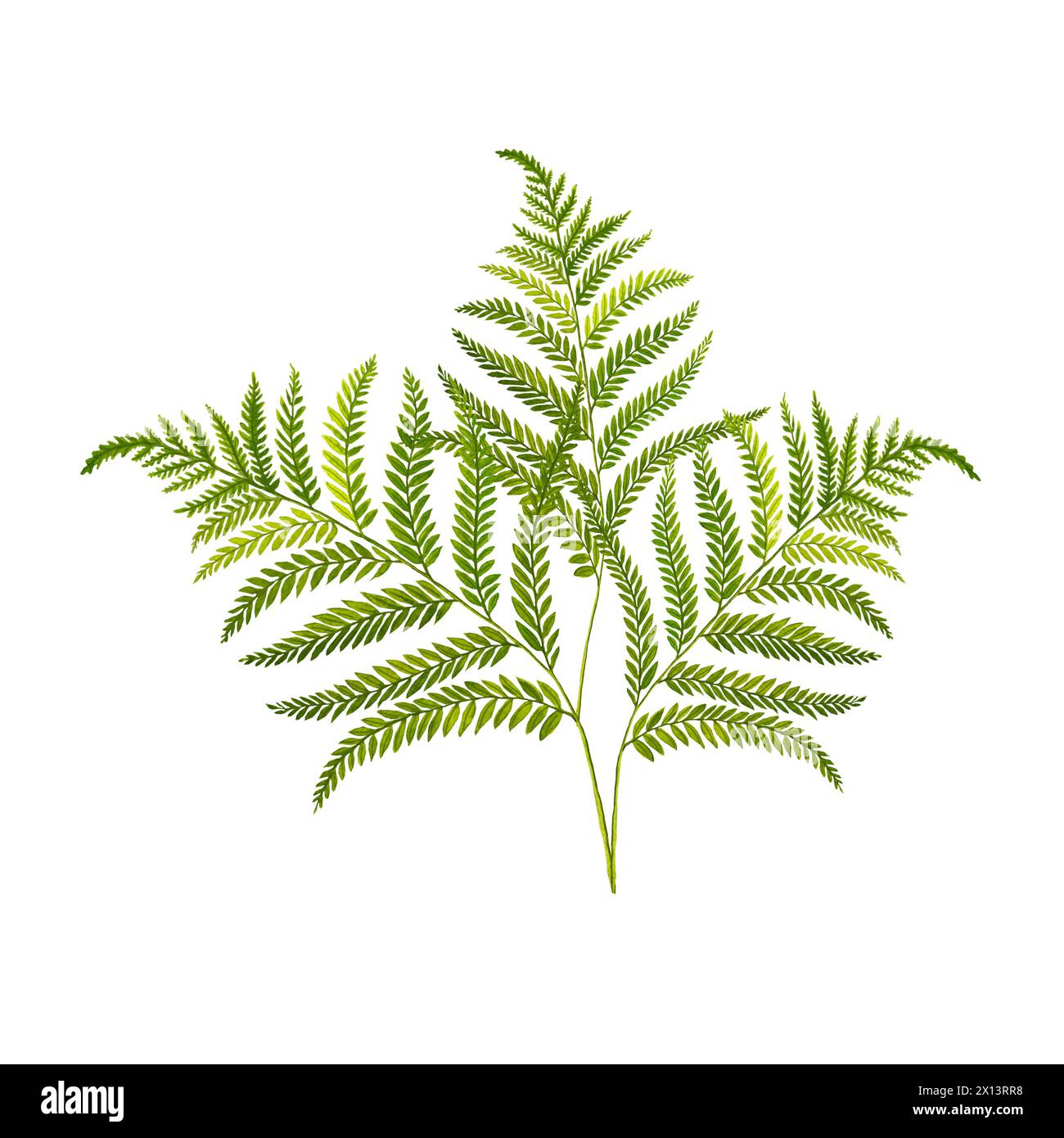 Watercolor fern leaves hand drawn illustration, isolated white background, flower clipart, for bouquets, wreaths, arrangements, wedding invitations Stock Photo