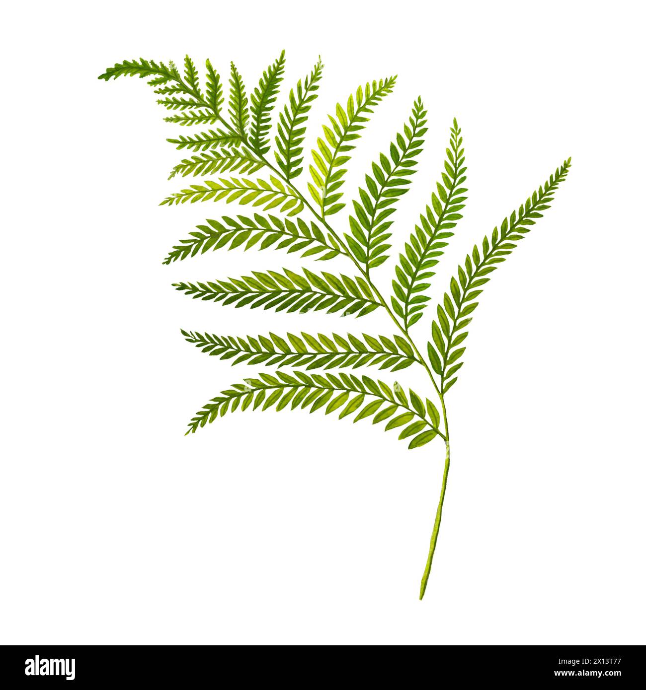 Watercolor fern leaves hand drawn illustration, isolated white background, flower clipart, for bouquets, wreaths, arrangements, wedding invitations Stock Photo