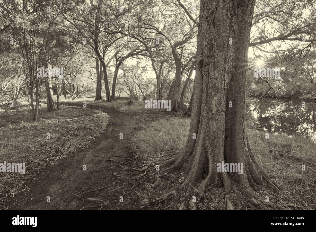 The sun rising above water and shining through woodland trees and a path and old sheoak tree in Canning River Regional Park, Perth, Western Australia. Stock Photo