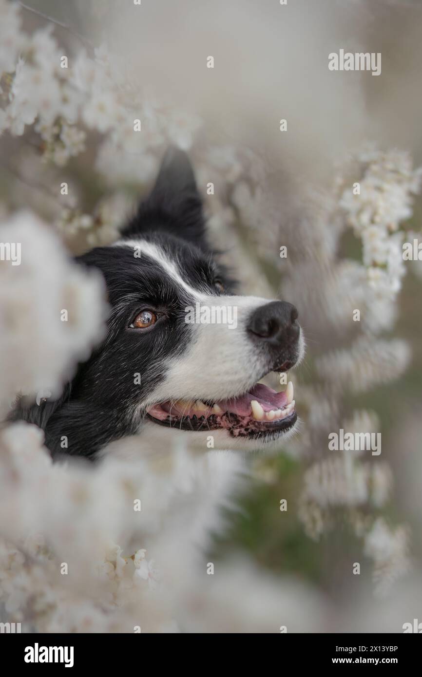 Spring Border Collies Spring adorable hi-res stock photography and images - Alamy