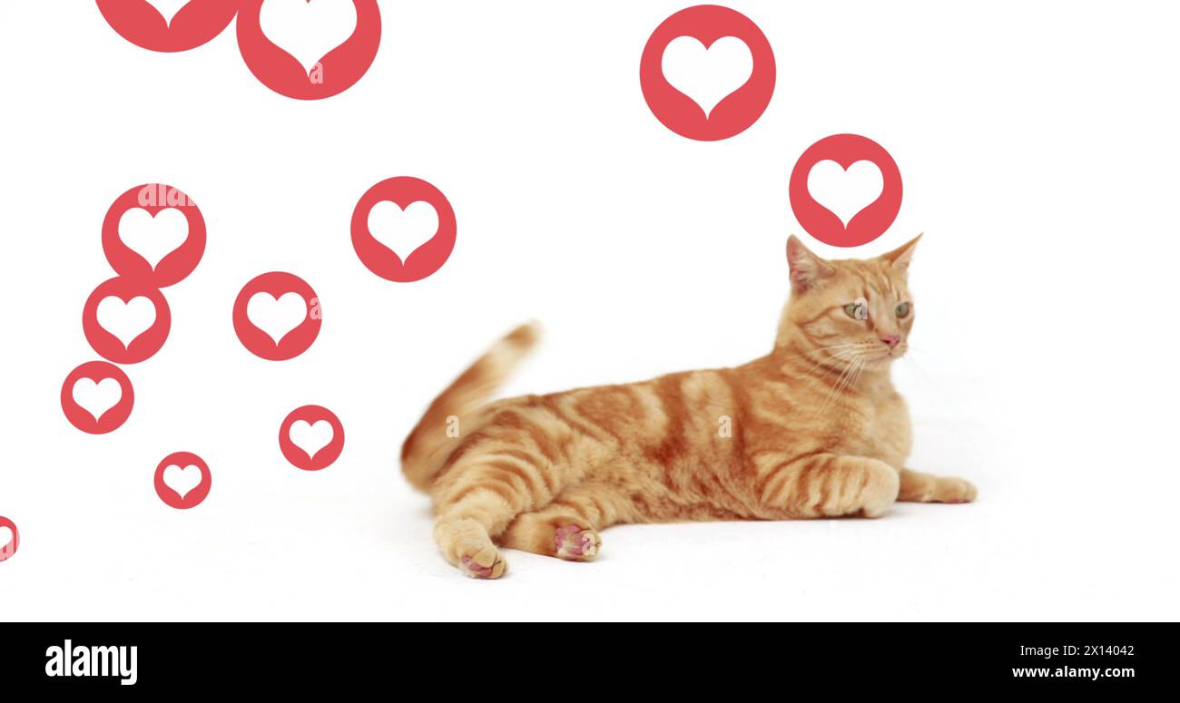 Multiple red heart icons floating over a cat sitting against white background Stock Photo