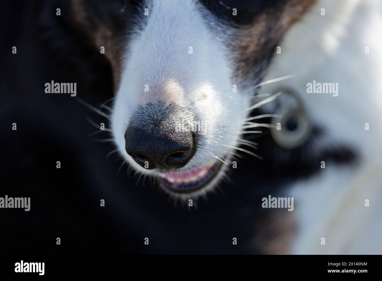 Close up of a dogs nose Stock Photo