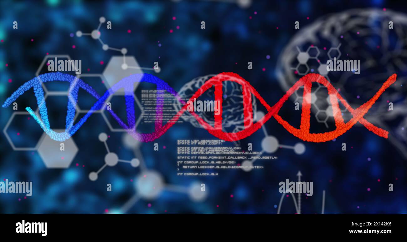Image of dna strands with data processing over human brains Stock Photo