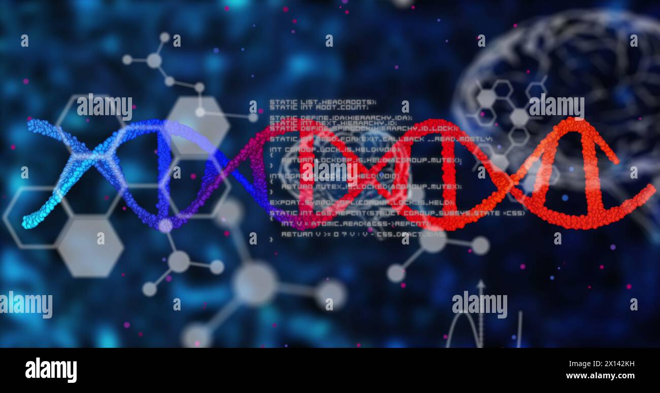 Image of dna strands with data processing over human brains Stock Photo