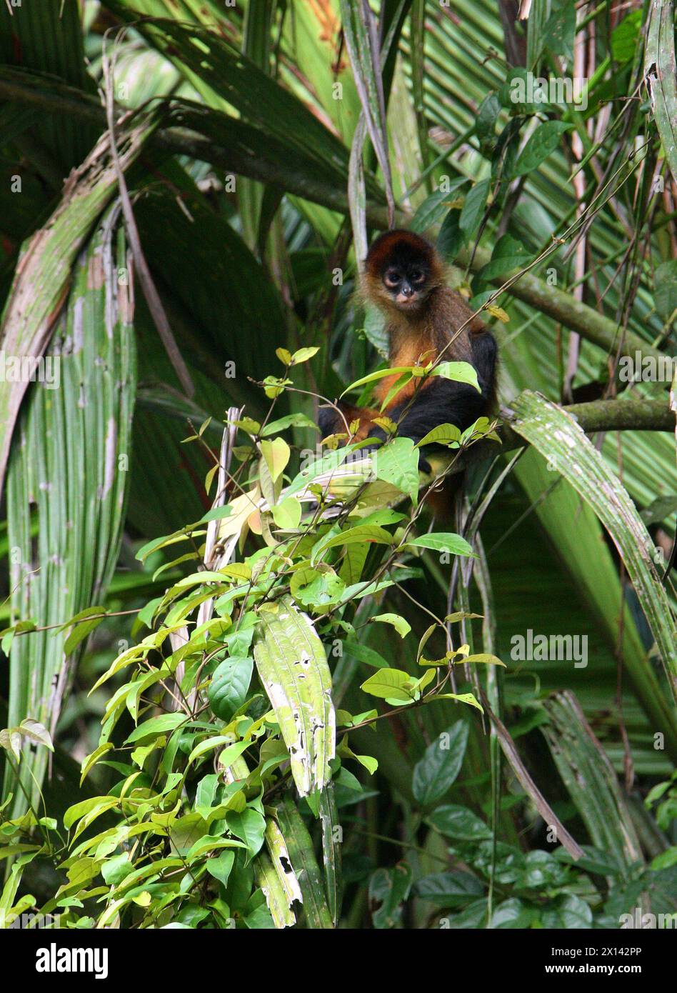 Ornate Spider Monkey, Geoffroy's Spider Monkey, Ateles geoffroyi ornatus, Atelidae, Simiiformes, Haplorhini, Primates.  Tortuguero, Costa Rica. Stock Photo