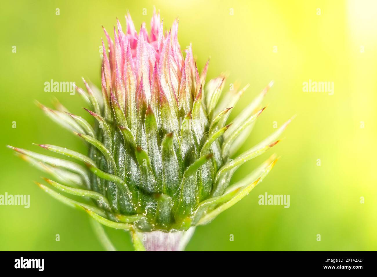 Blooming Marian Thistle, Blessed Milk Thistle (Silybum marianum, Carduus marianus), medicinal plant, healing plant, Mary Thistle, Stock Photo