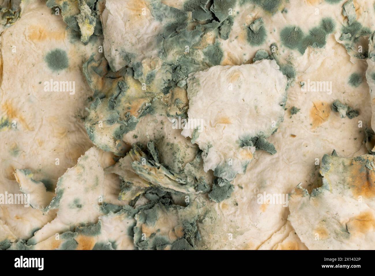 mold-covered spoiled thin wheat pita bread, spoiled food thin pita bread in green mold Stock Photo