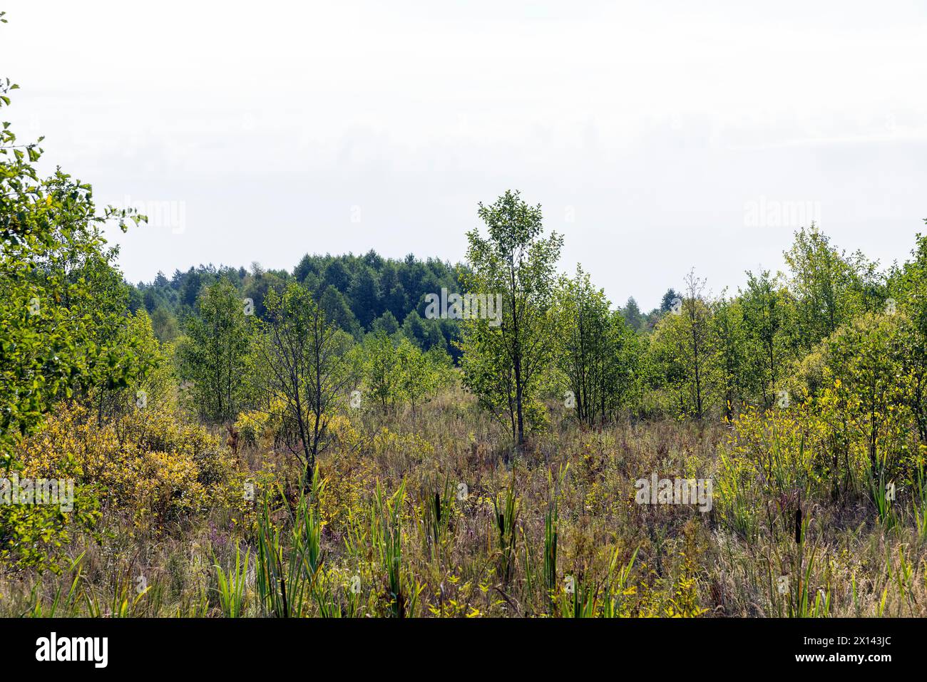 Swampy terrain with plants in summer, features of swamps with different types of plants in summer Stock Photo