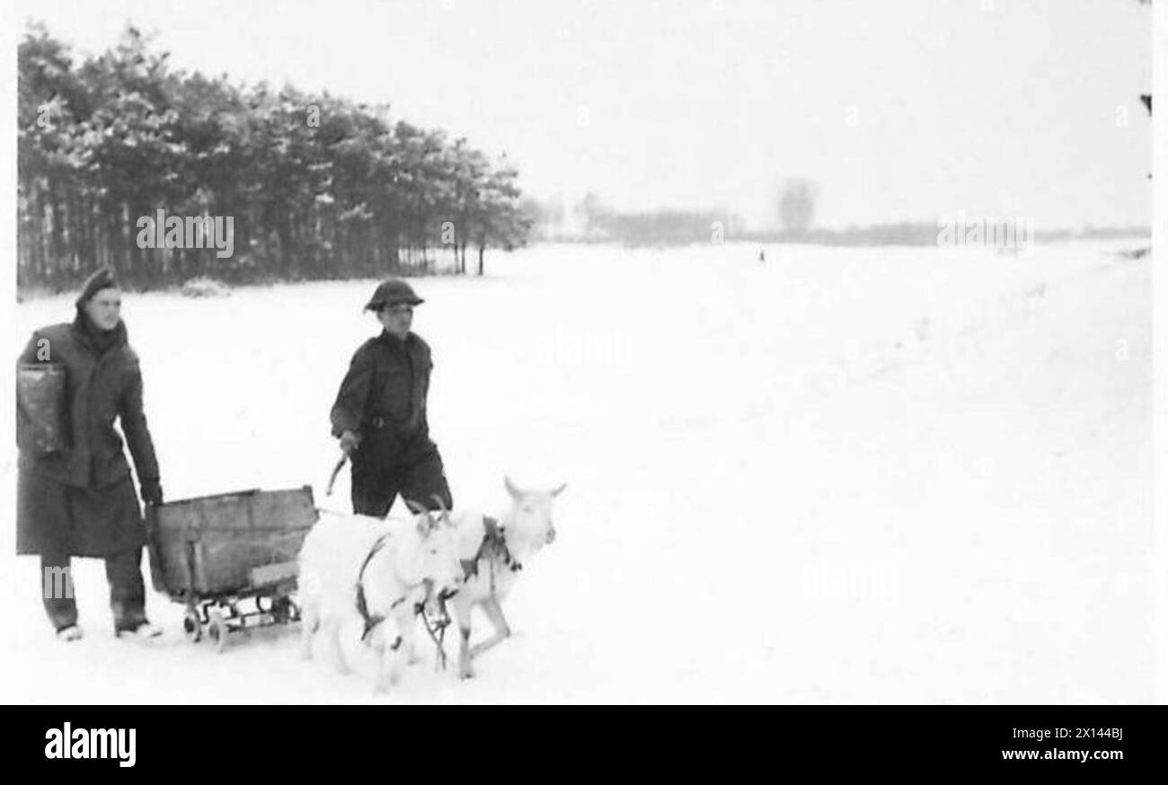 GOAT CART DELIVERS THE RATIONS Pte G. Bryan of Sommer Lane, Birmingham, carrying a thermos
