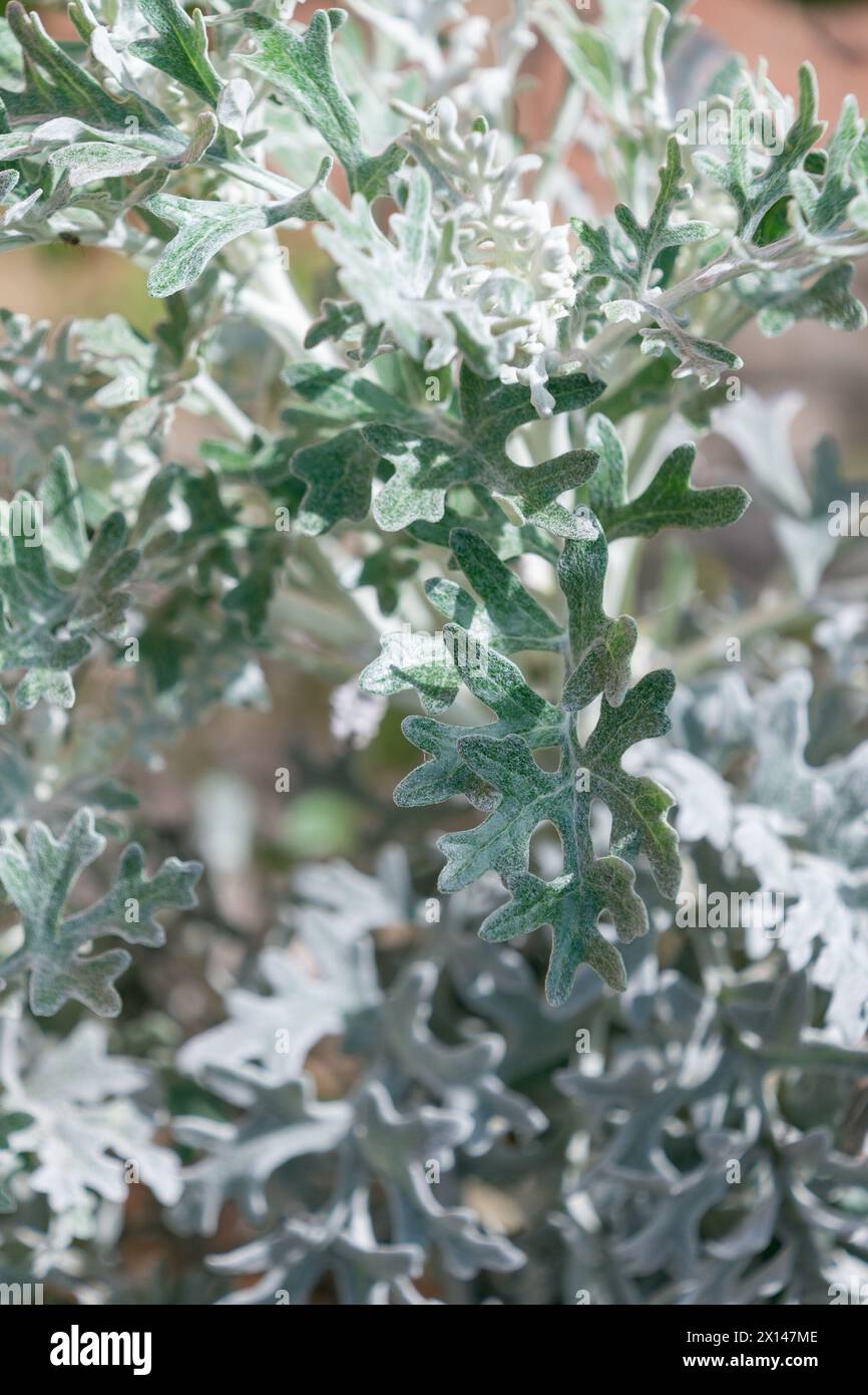 Jacobaea maritima close-up. silver ragwort, Senecio cineraria, dusty ...