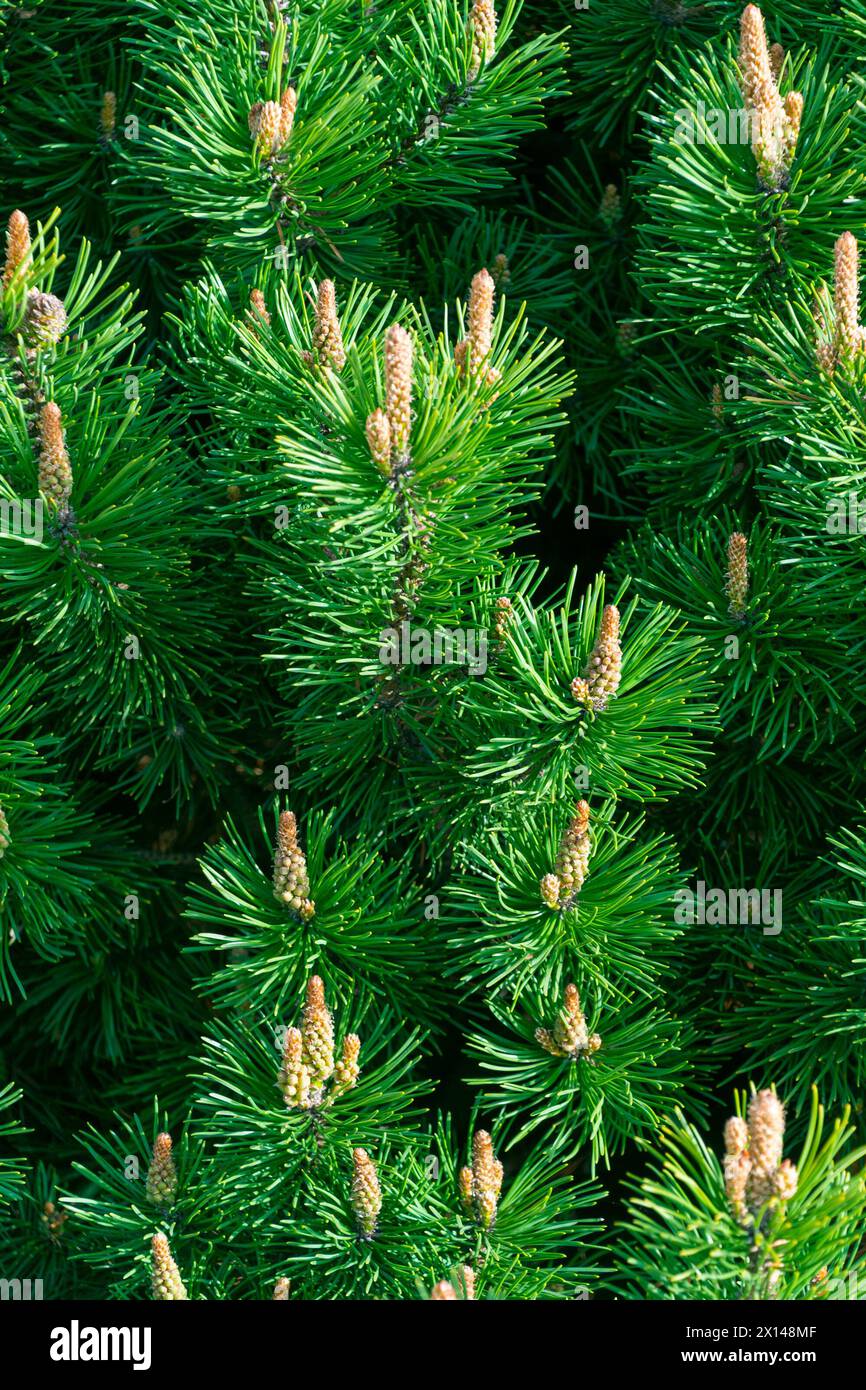 Green natural coniferous background. Pinus mugo. dwarf mountain pine, mountain pine, scrub mountain pine, Swiss mountain pine, bog pine, creeping pine Stock Photo