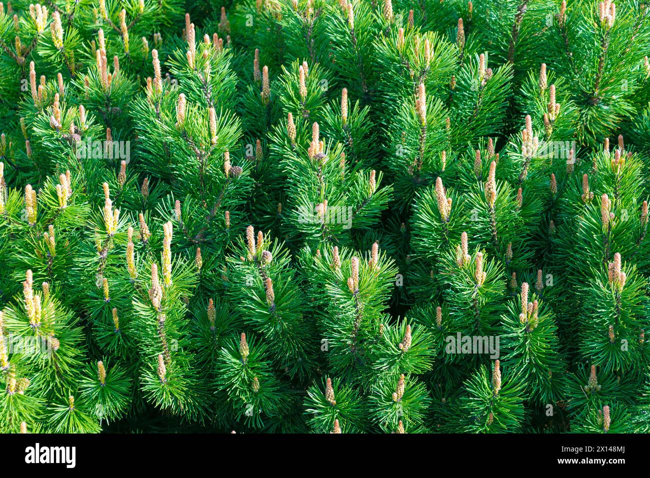 Green natural coniferous background. Pinus mugo. dwarf mountain pine, mountain pine, scrub mountain pine, Swiss mountain pine, bog pine, creeping pine Stock Photo