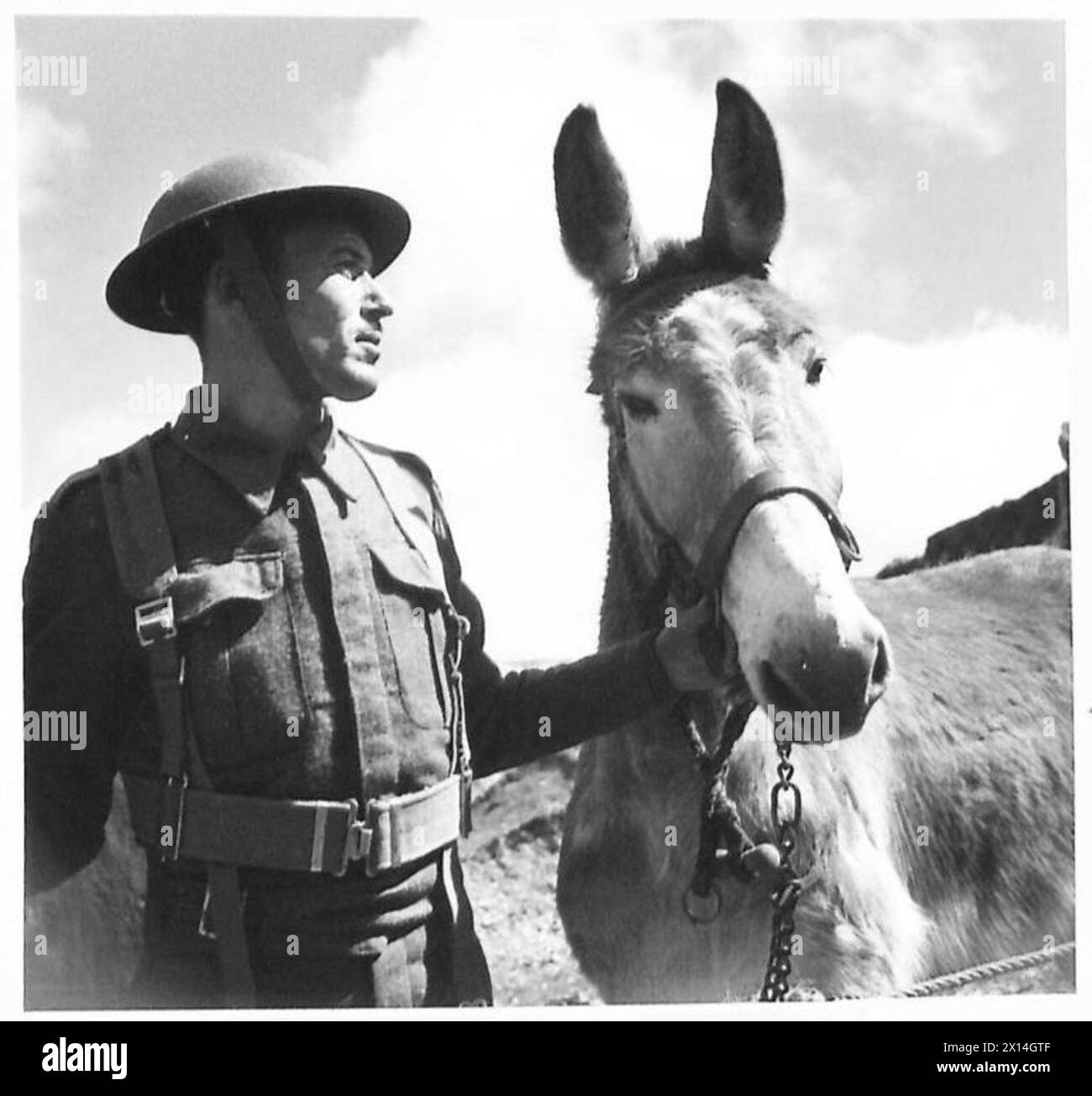 PACK MULE TRANSPORT IN NORTH AFRICA A typical type of native who has