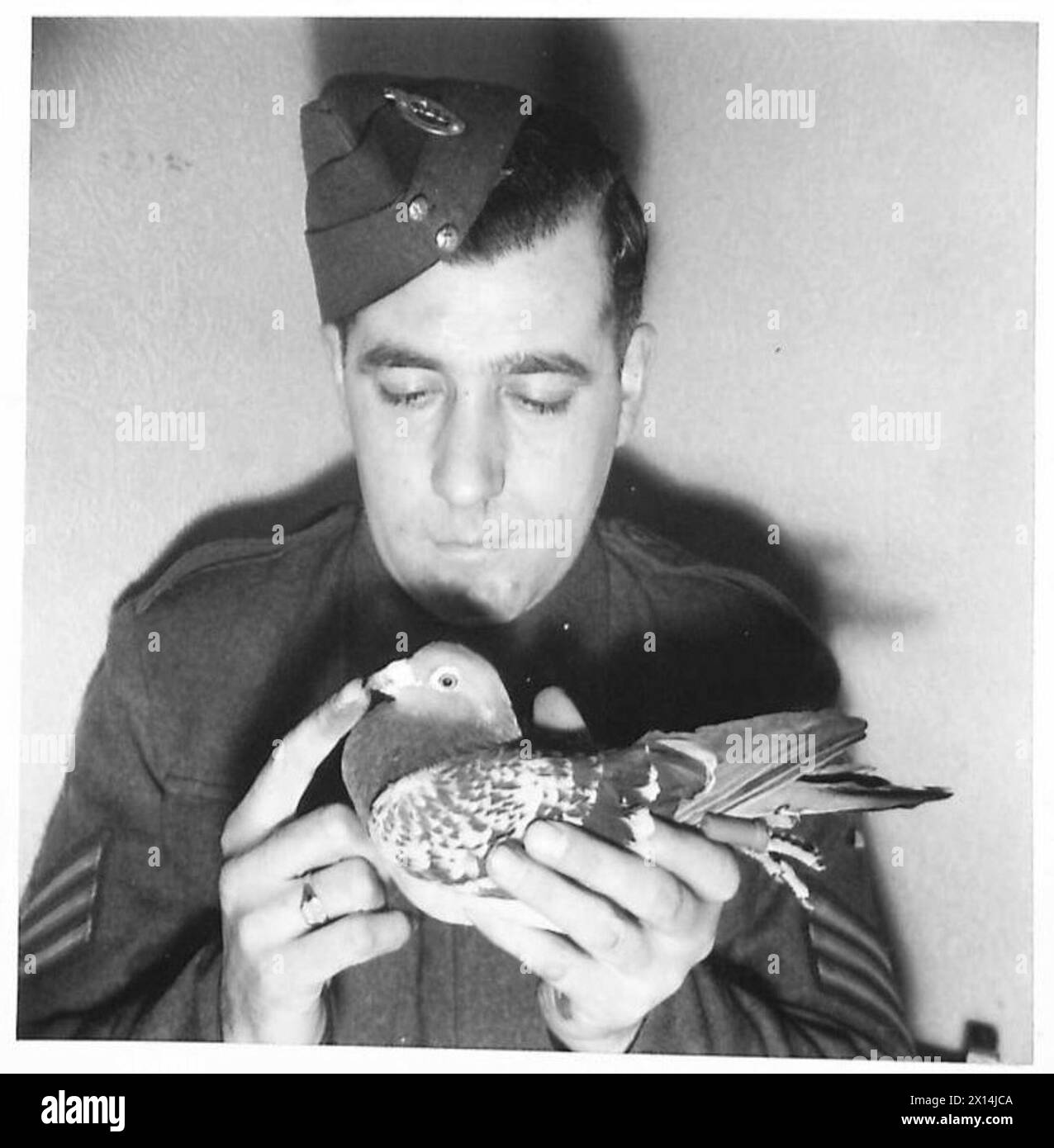 ARMY CARRIER PIGEONS - The Sergeant in charge of 