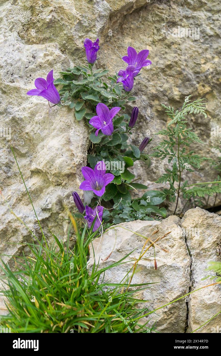 The purple flower Campanula Morettiana, growing out of the side of a rock  in high mountain Stock Photo