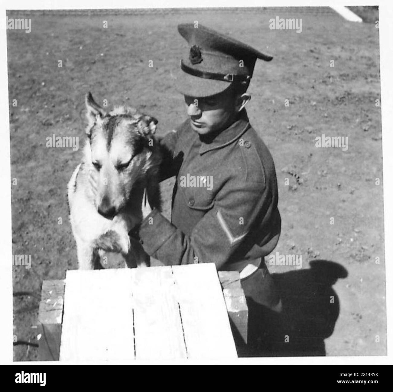 NORTH AFRICA : OBSERVER STORIES - L/Cpl. J. Winlow of 58 Eleanor Street, Cullercoats, Northumberland, with his police dog 'Scruff' (Observer Story No.85) , British Army Stock Photo