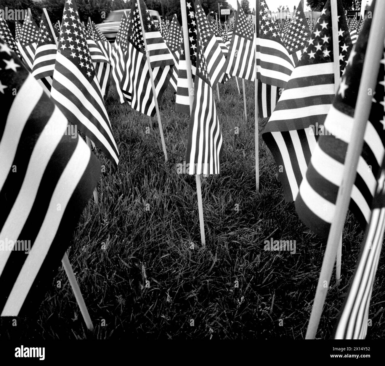 American flags cover an intersection in Portland, Oregon. Stock Photo