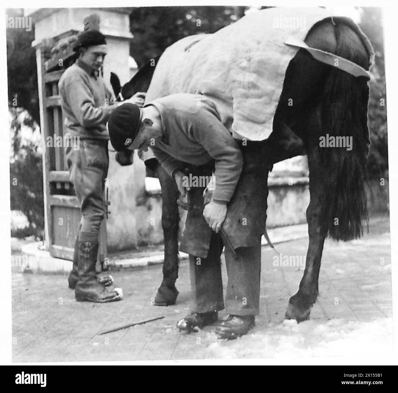 HORSES OF THE KING'S DRAGOON GUARDS : OBSERVER STORY - Tpr. Pasternoster holds 'Vandola's' head while Monks grooms the horse British Army Stock Photo