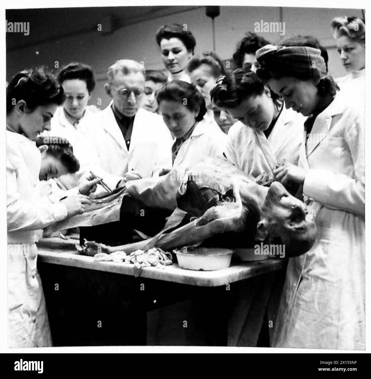 THE POLISH ARMY IN BRITAIN, 1940-1947 - Professor Tadeusz Rogalski instructing a class of Polish female students in anatomy. Finding that among the Polish Forces (1st Polish Corps) in Scotland were many medical officers who had held academic positions in Polish universities and students of medicine whose studies had been interrupted by the war, it was decided that facilities for their further studies should be provided at the Polish School of Medicine at the Edinburgh University. Medical officers of academic standing were permitted to work there and students (including female students) to go u Stock Photo