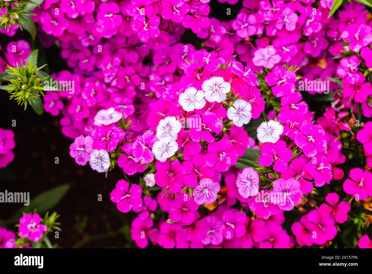 Dianthus Jolt Flowers in Australia Stock Photo