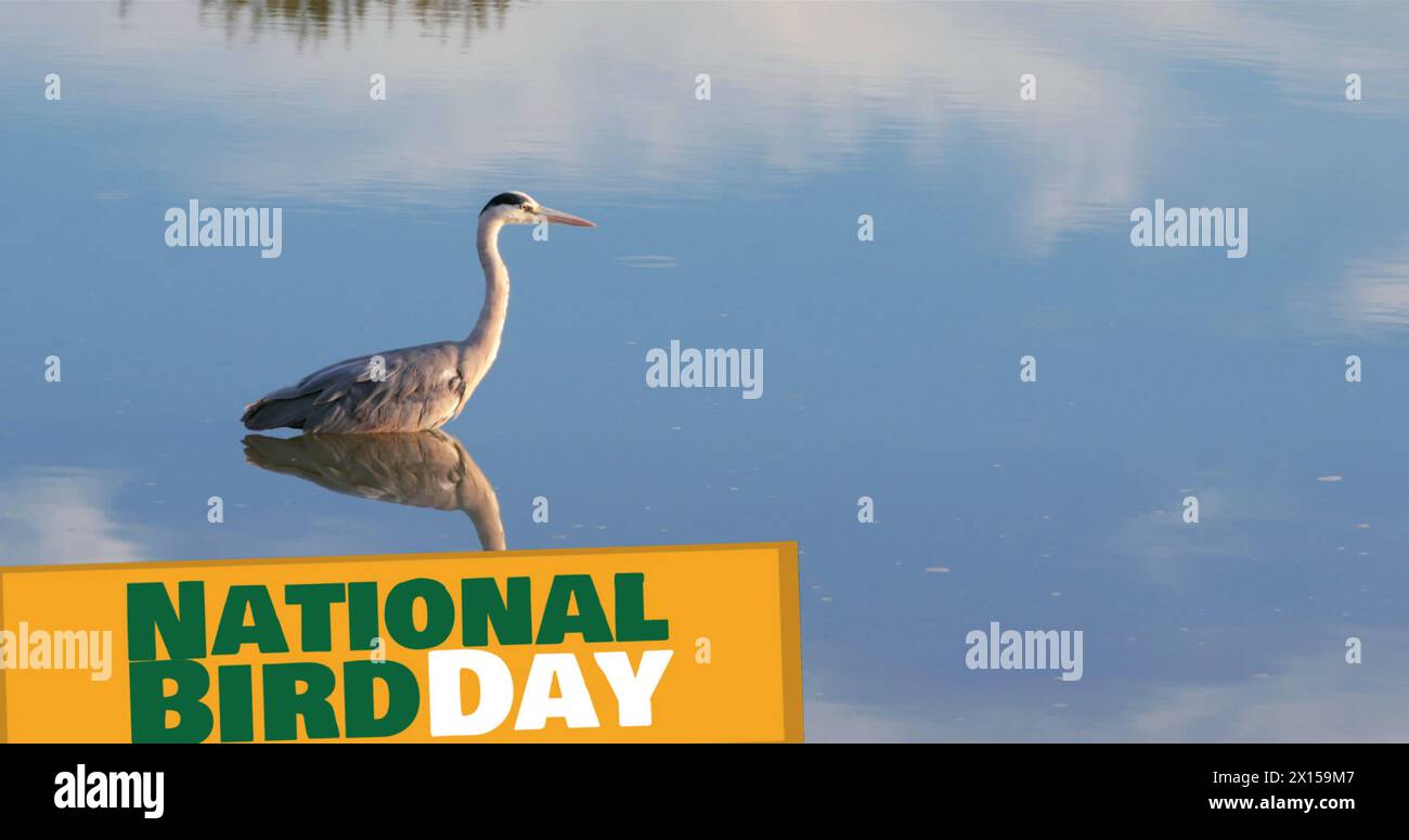 Image of national bird day text over bird in lake Stock Photo