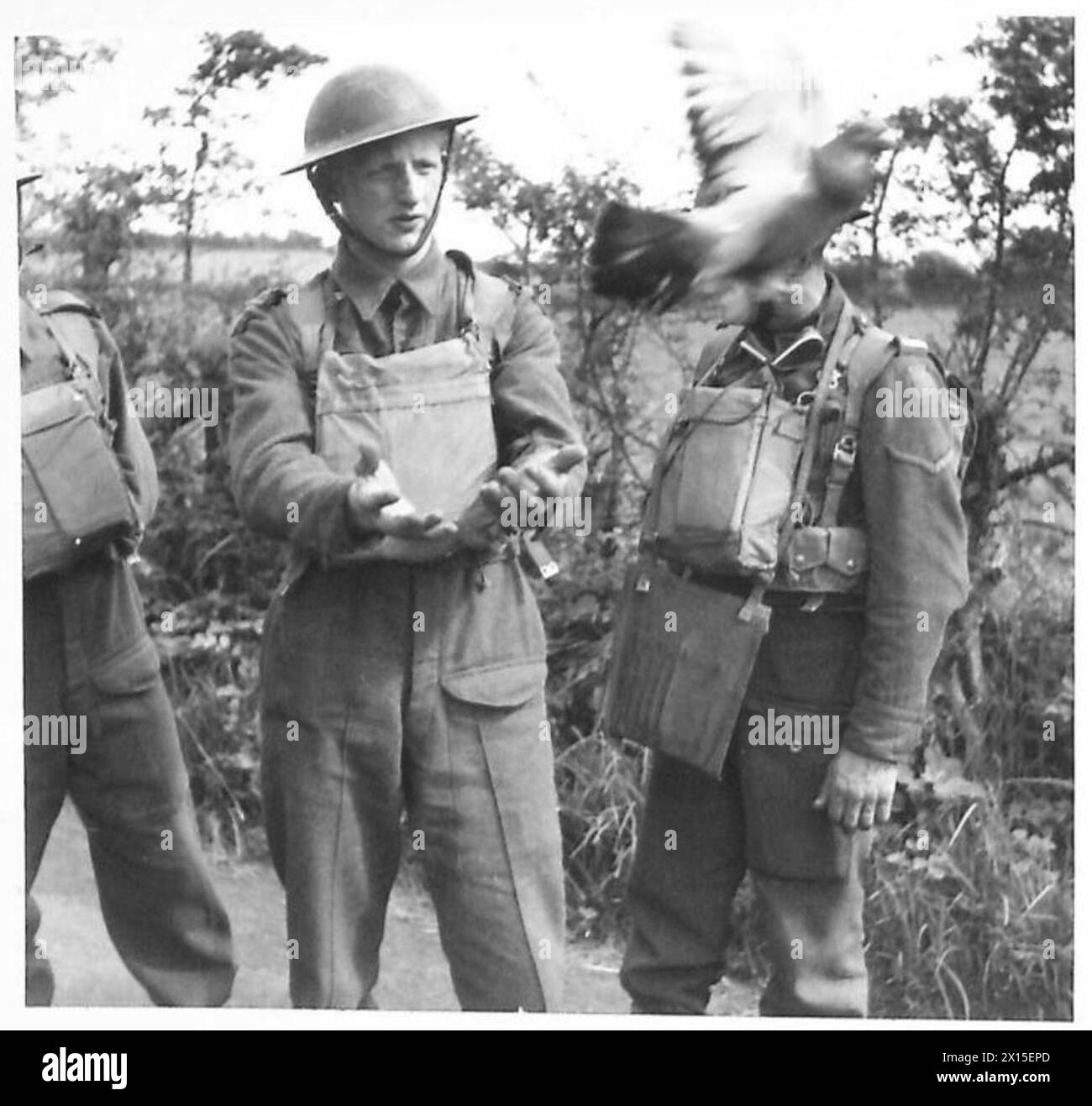 ROYAL CORPS OF SIGNALS - THE NERVES OF THE ARMY - The pigeon being
